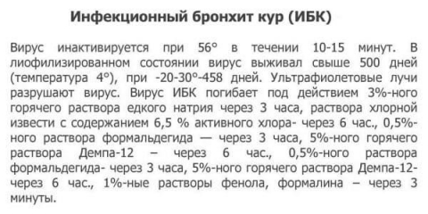 Pilići zvižde i uginu - šta učiniti i kako liječiti kod kuće